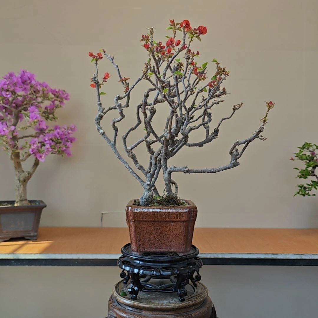 魚***无花朵海岛红三角梅盆景