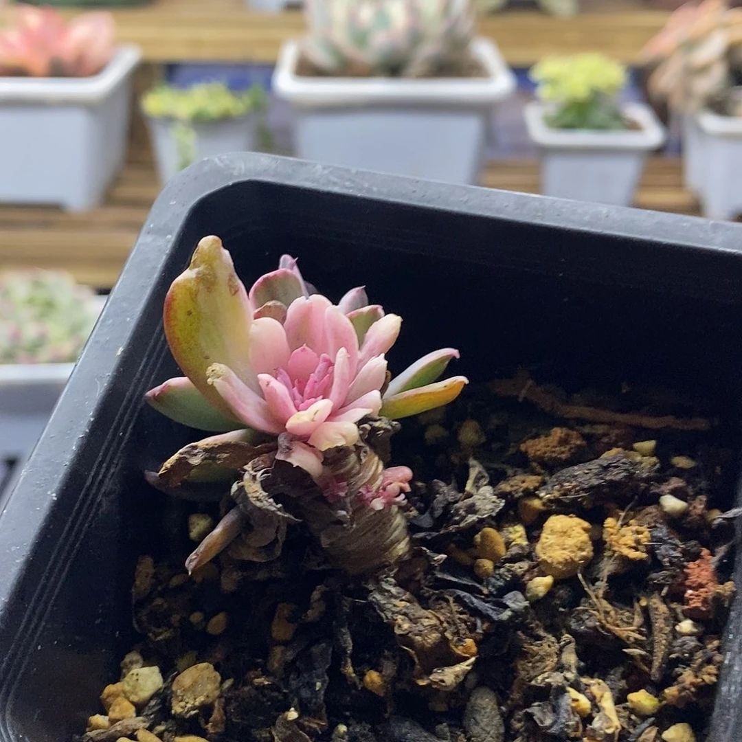 听*19231 花车锦变异