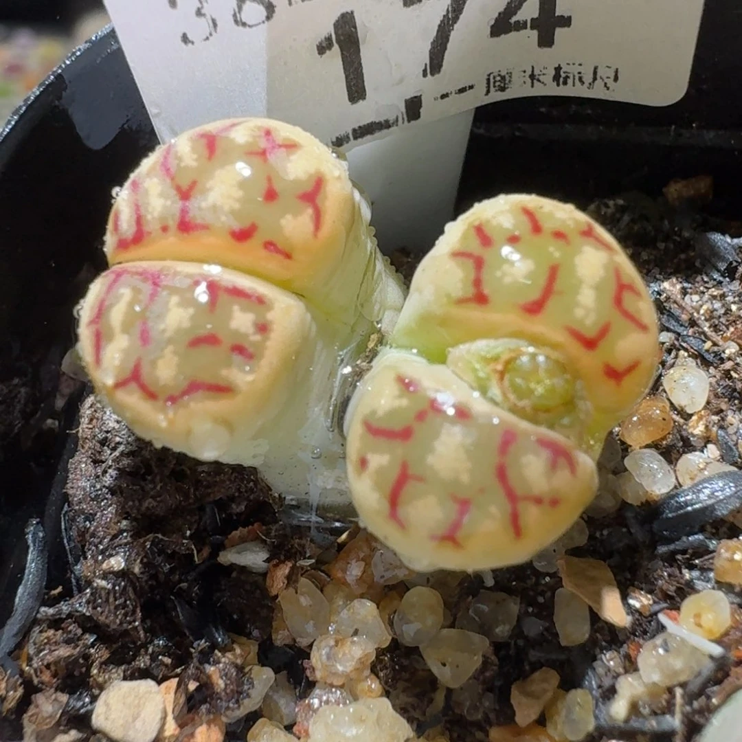 Sss清仓便宜出了174