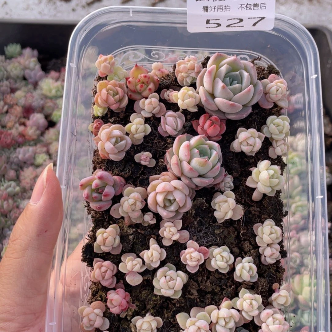 云糖心多肉植物527