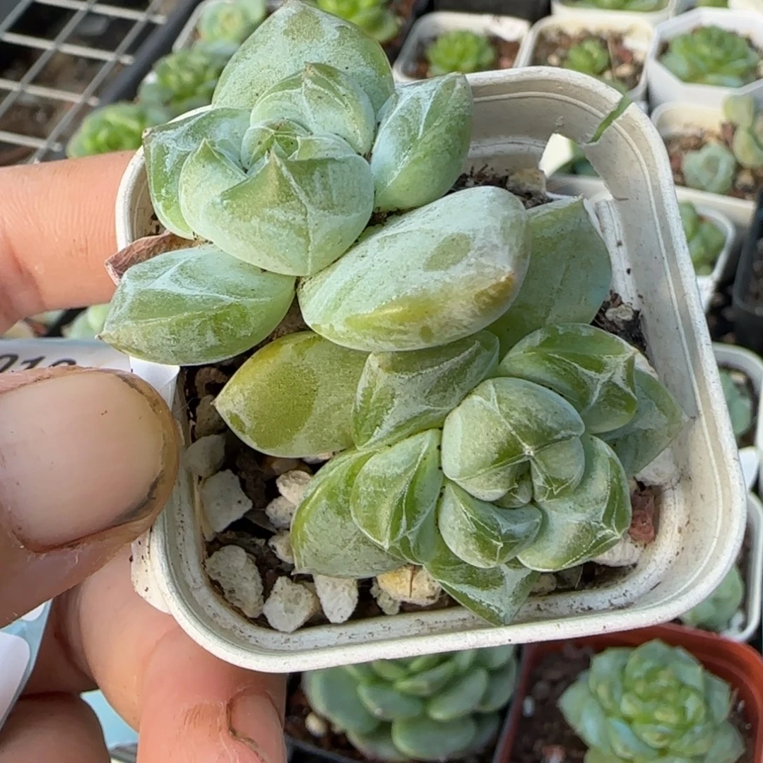小卡拉米糖心一物一拍8-99