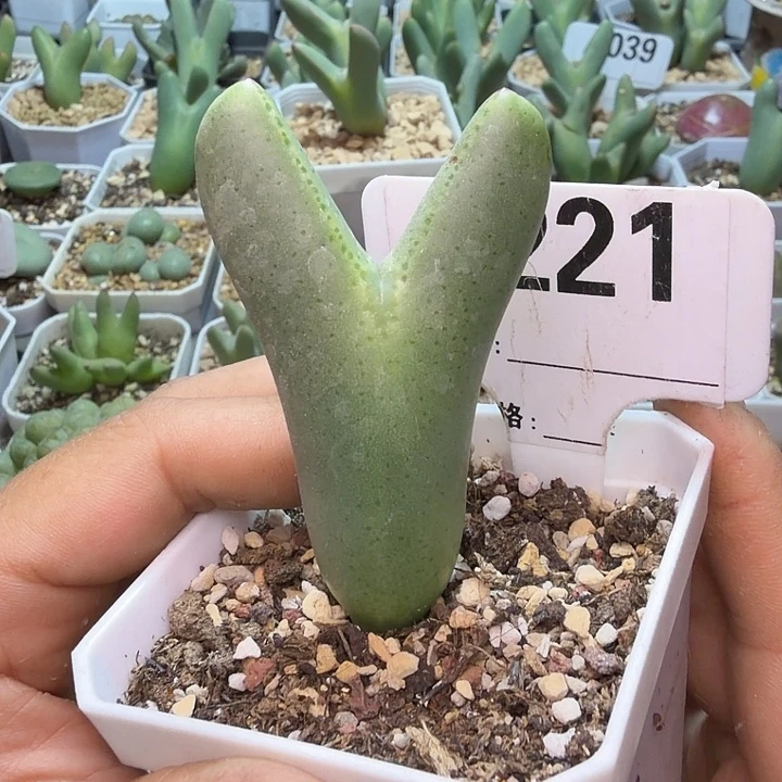 221。满38包邮肉锥