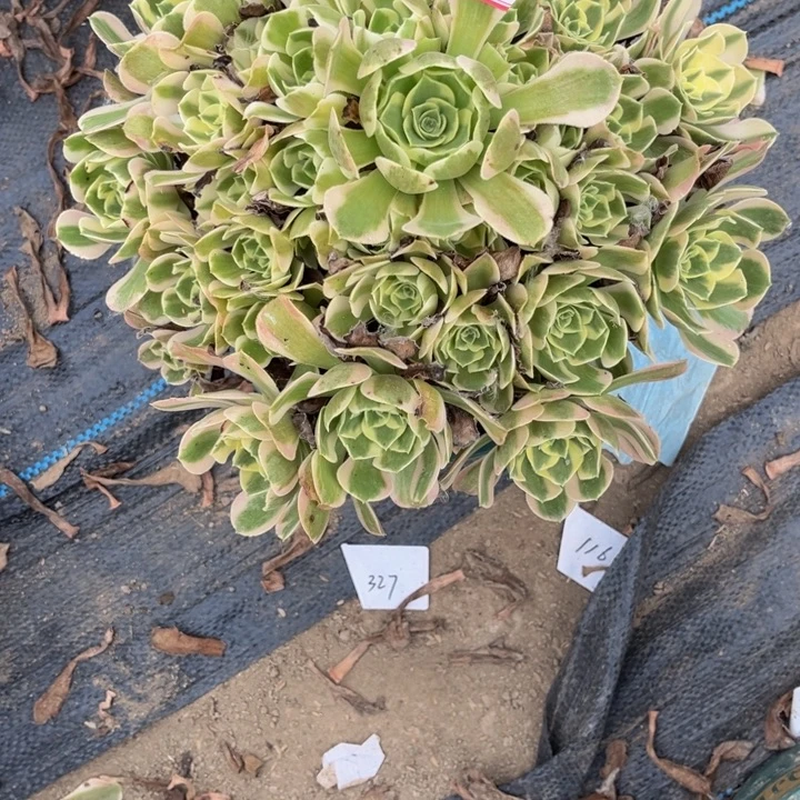 兰***姐108女郎多肉植物法师