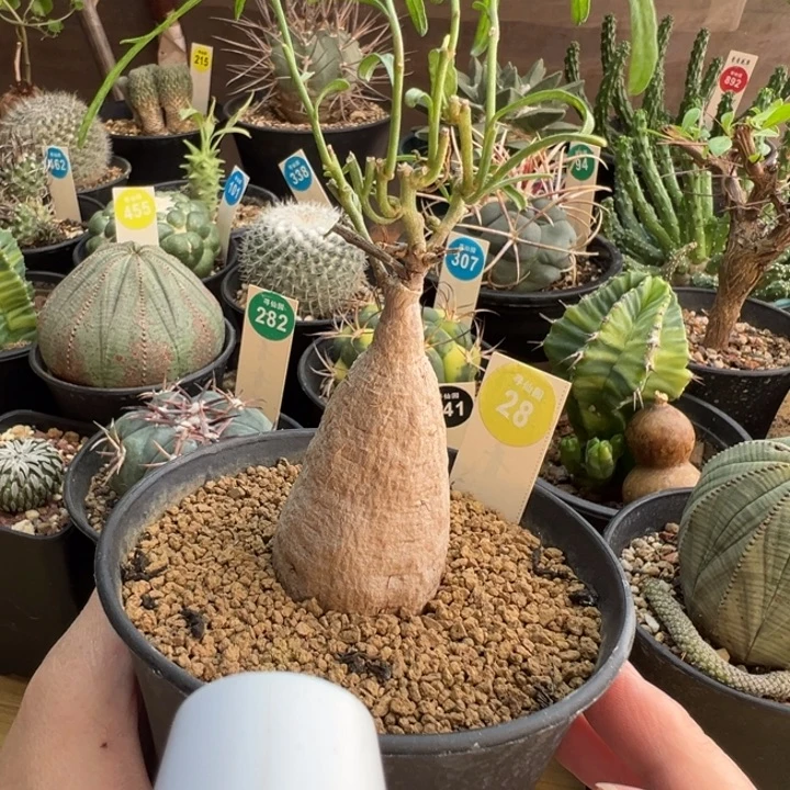 何鲁牵牛一棵仙人球36888