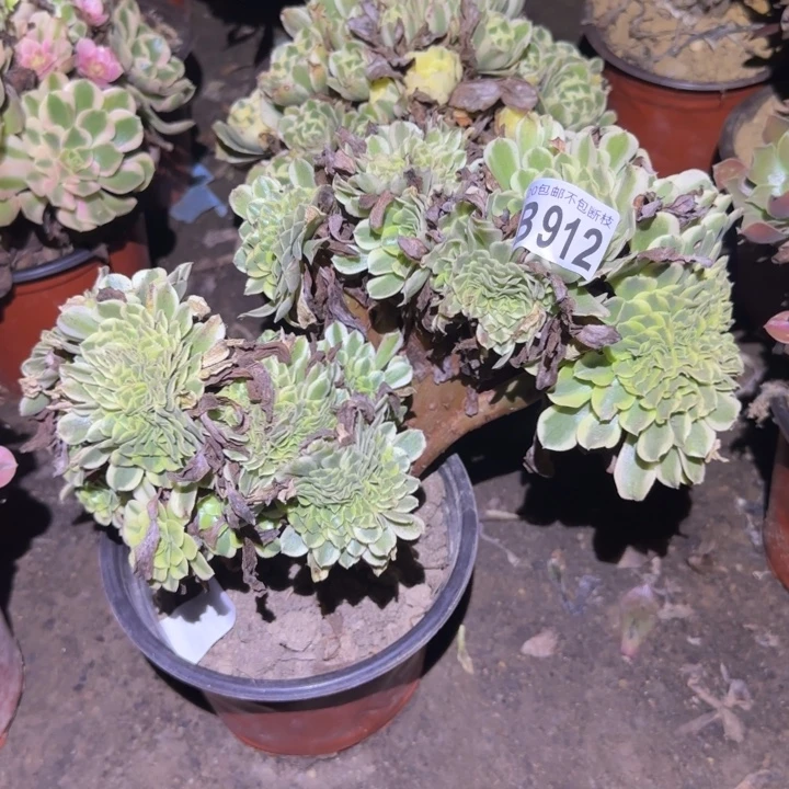 绿豆沙缀……多肉植物的