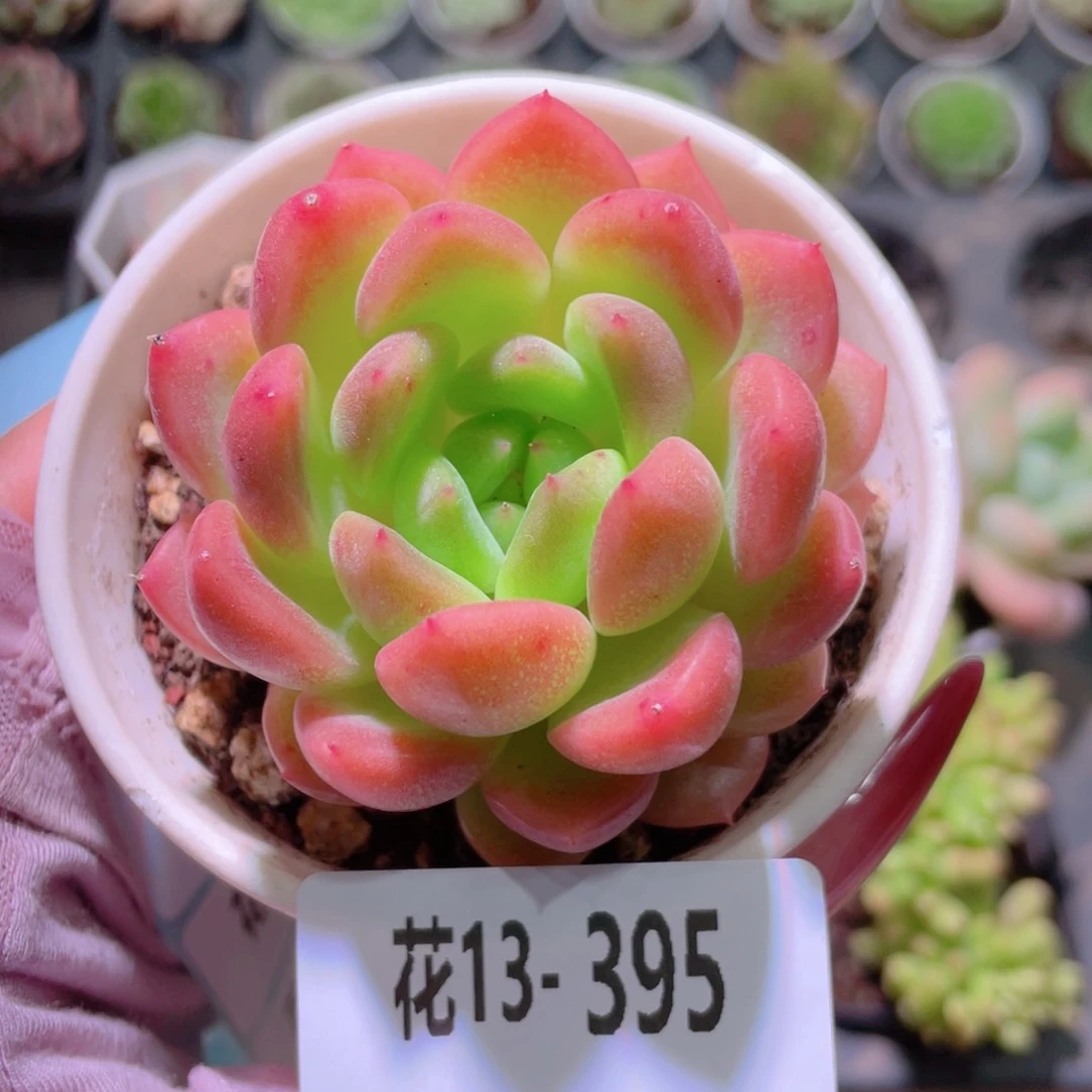 花利美13-395新品
