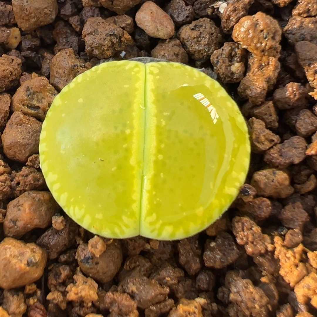 11多肉植物绿光阳