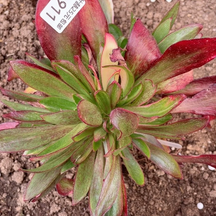 911魅影七彩嫁接多肉有砍