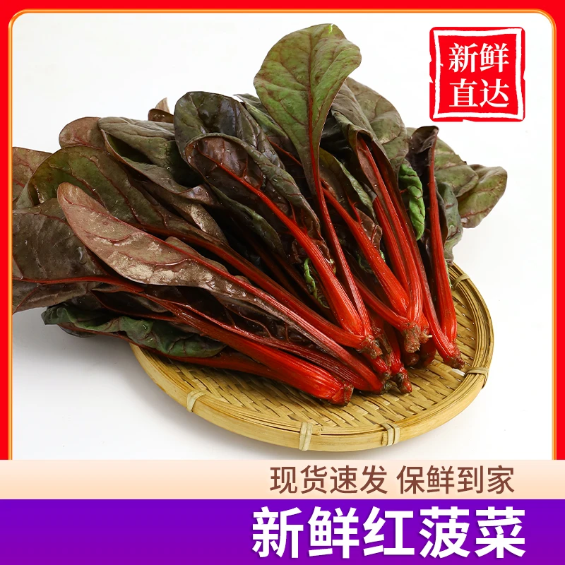 新鲜红菠菜紫菠菜现摘菠菜露天菠菜自然生长