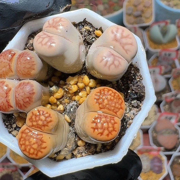 生石花2:：：。    395号