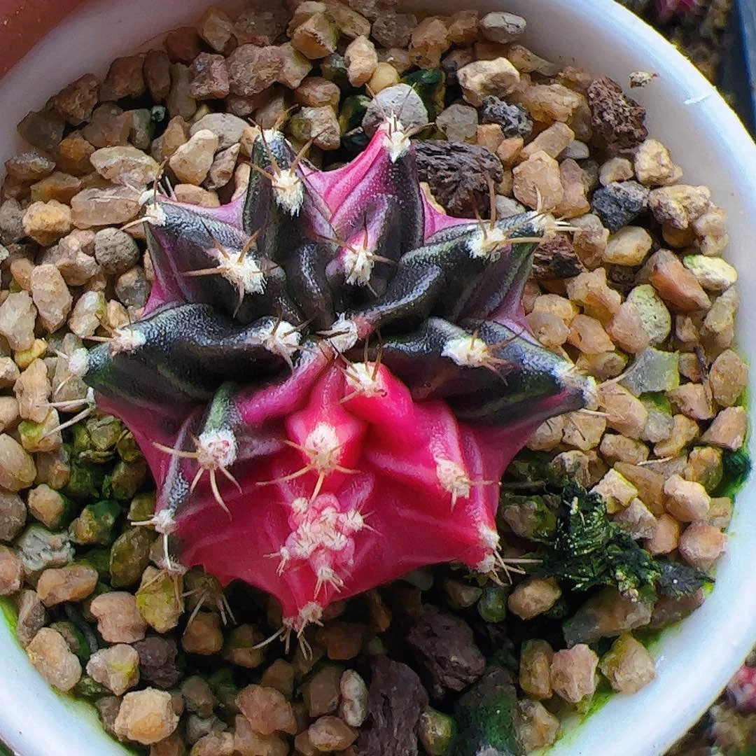 当前无花栽培后可以开花972
