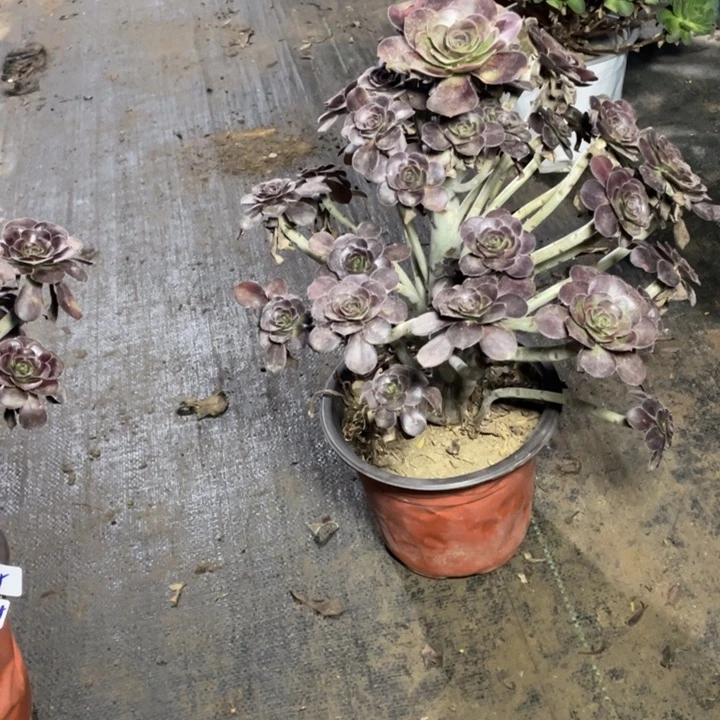 79圆叶多肉多肉植物