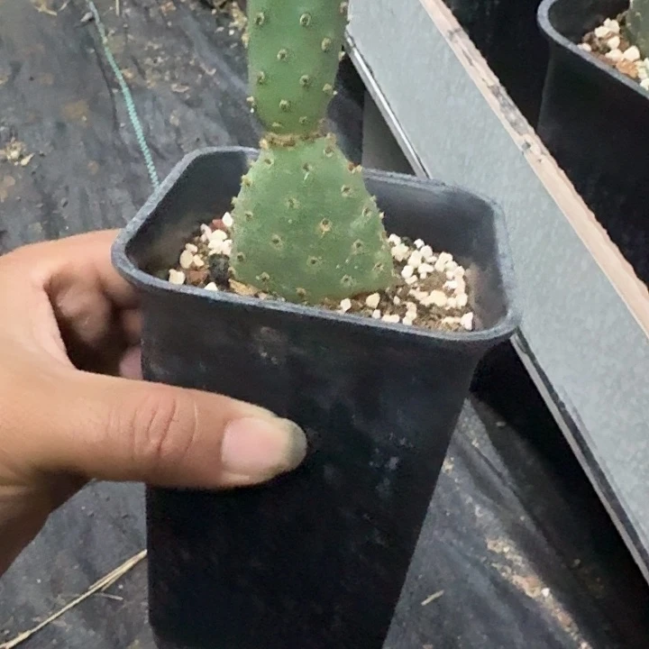 今***悔甜橙仙人掌脱土发货