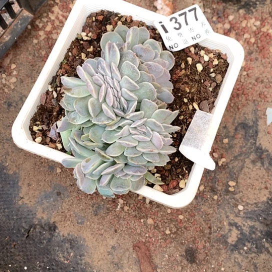 *****汉堡缀化377 亏本处理退单拉黑7-8发