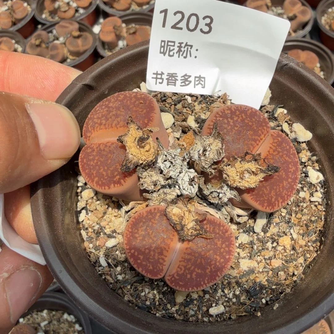 多肉植物多肉植物多肉植物