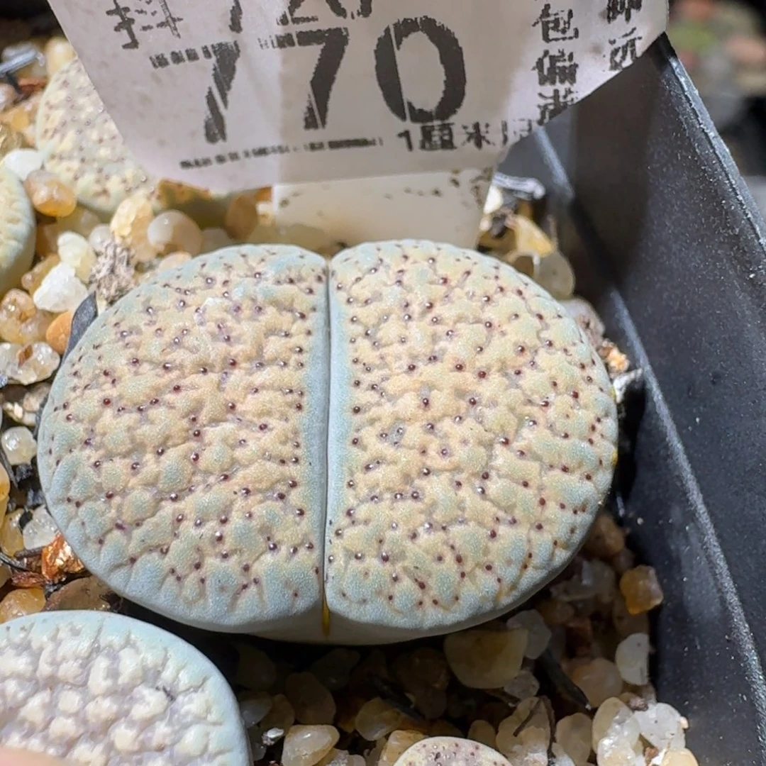 Sss精品便宜出770卡2.3