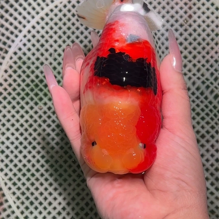 海水鱼兰寿金鱼活体淡水观赏鱼