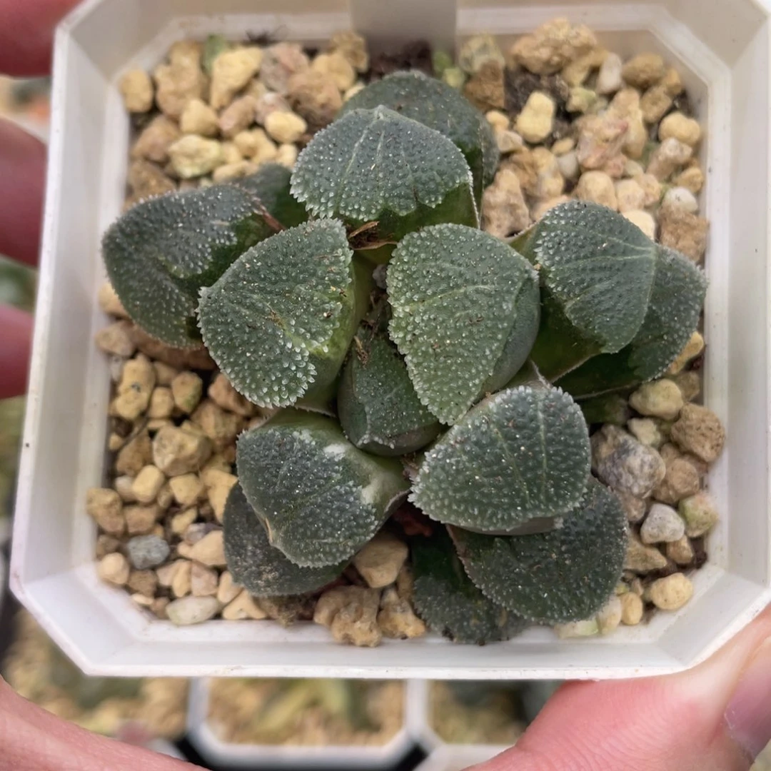 小蔡的菜园90特丸磨面寿锦