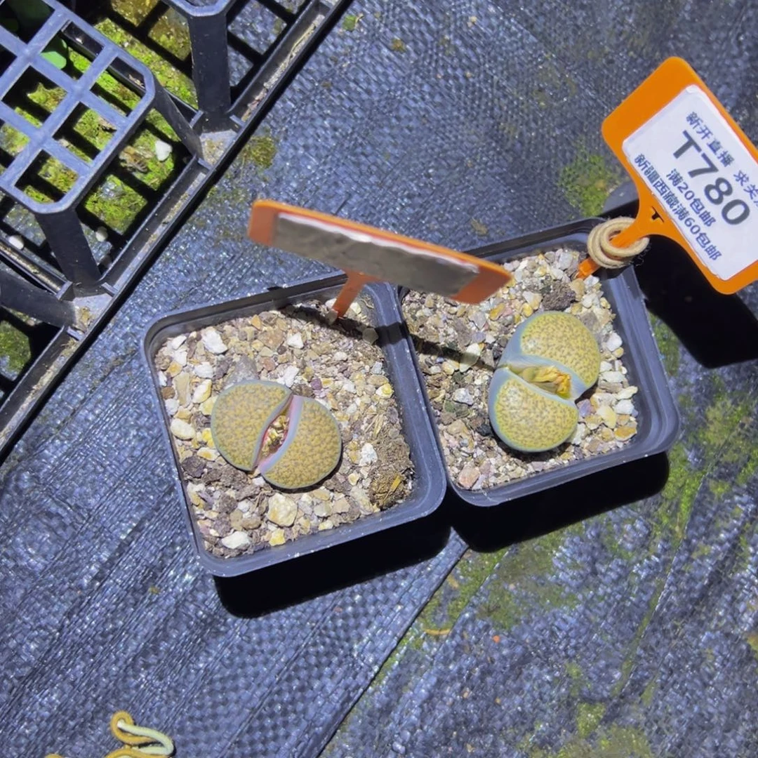 780，781 一物一拍，默认有伤，介意勿拍，不退不换