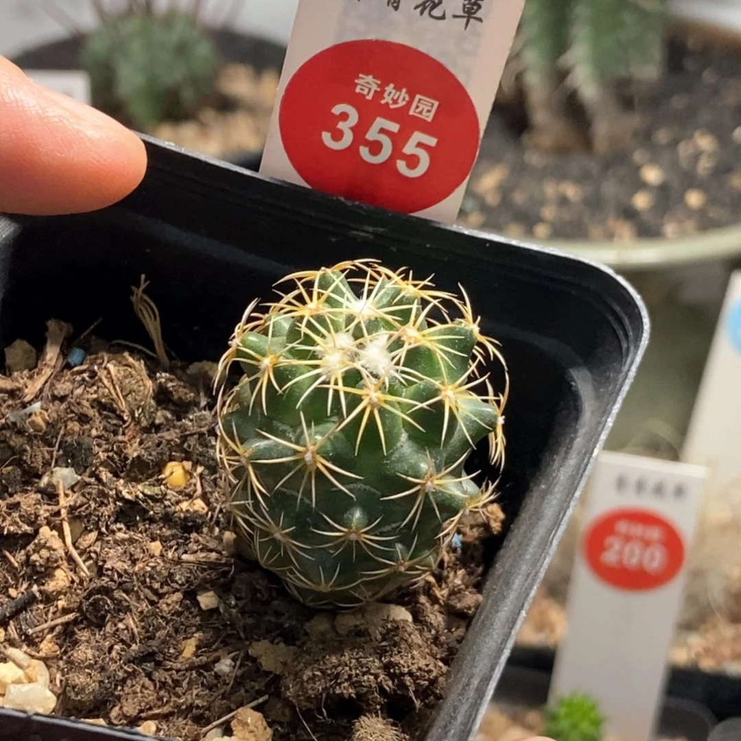 实生顶花钢钉2.7cm