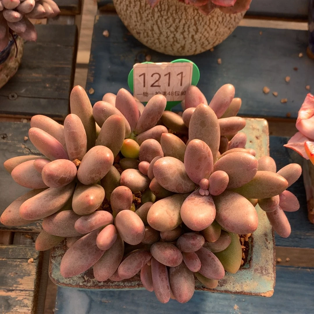 糖果美人无砍平头1211