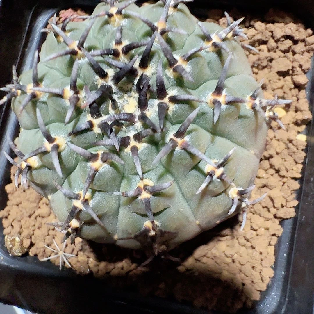 实生黑刺凤头脱土发货