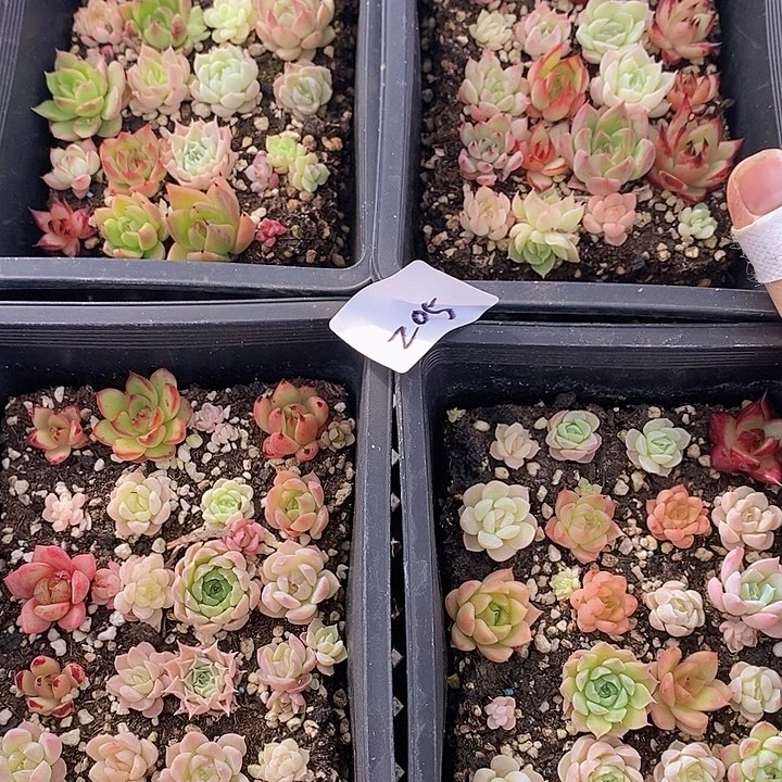 205 多肉植物盆栽花卉