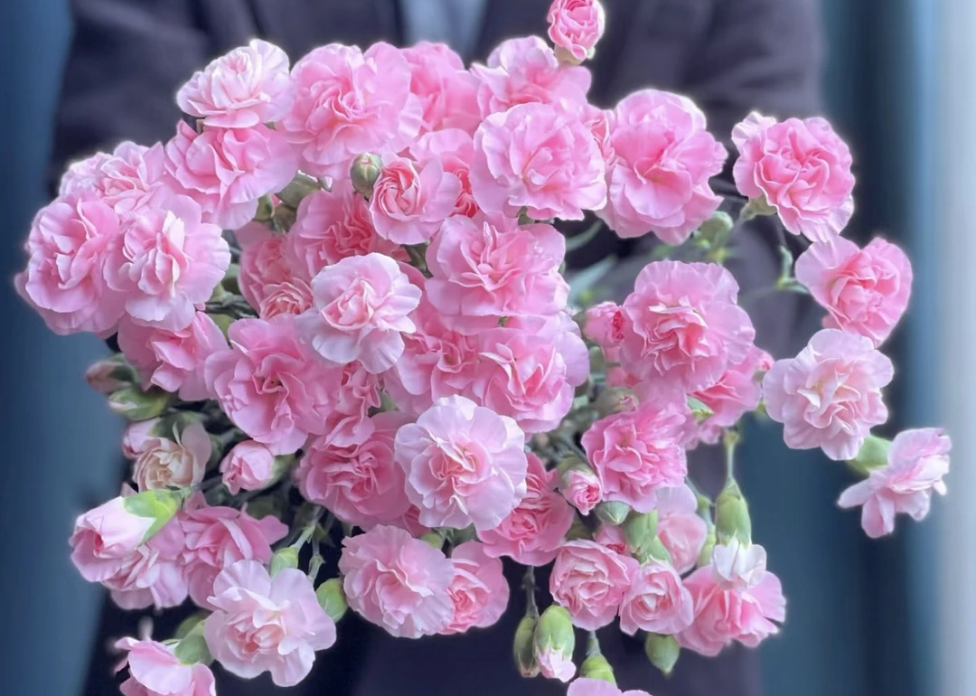 珍珠粉多丁浅粉色康乃馨10支昆明基地直发（8+2支防损耗）