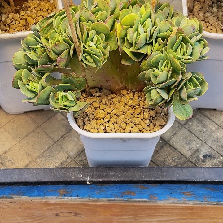 慕***白多肉植物碧桃缀发货