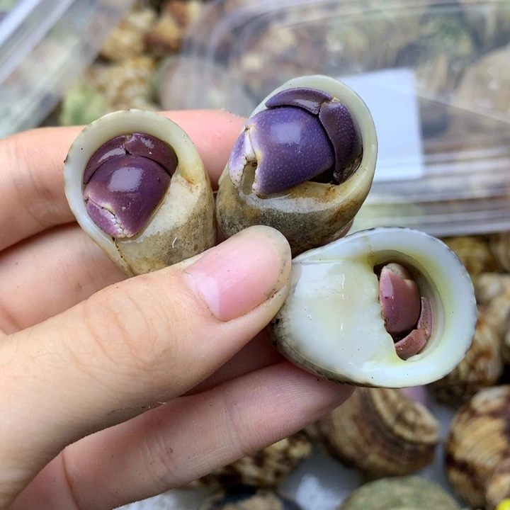 54b。精品三色短腕