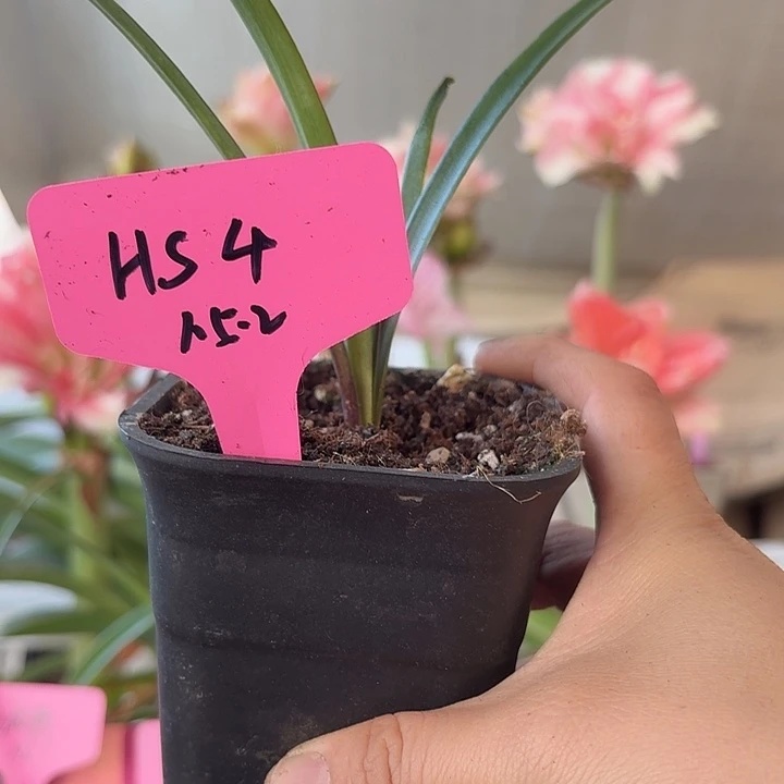 无花朵hs4朱顶红直径1.5-2