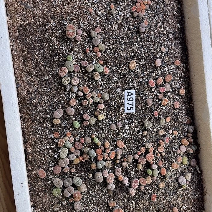 生975石花整筐脱土发货