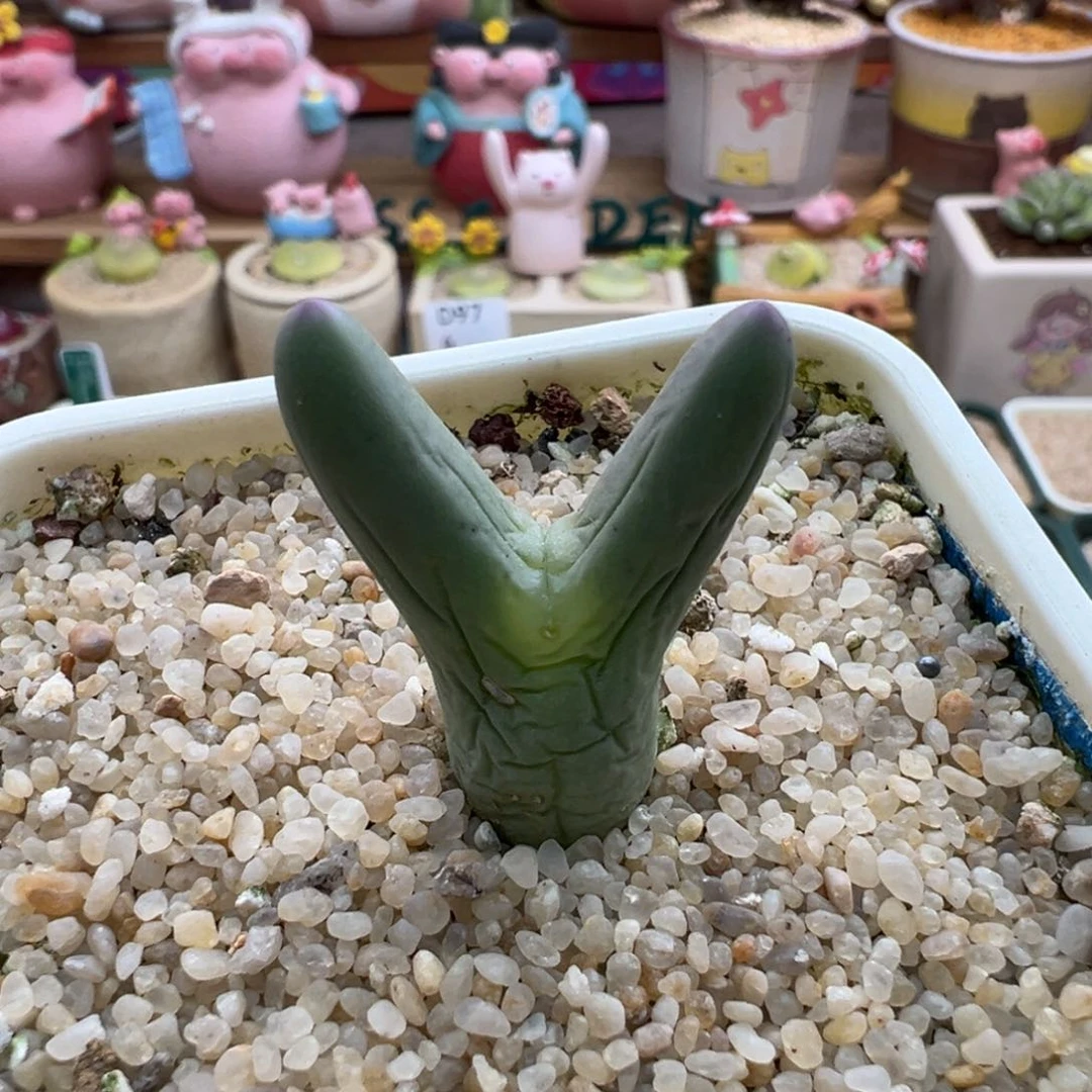 每****家91优选0136皮卡丘单头