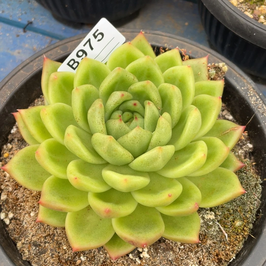 无花朵若如东云单拍B975