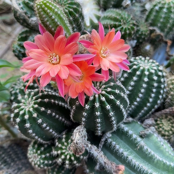 白檀仙人掌侧芽一个70