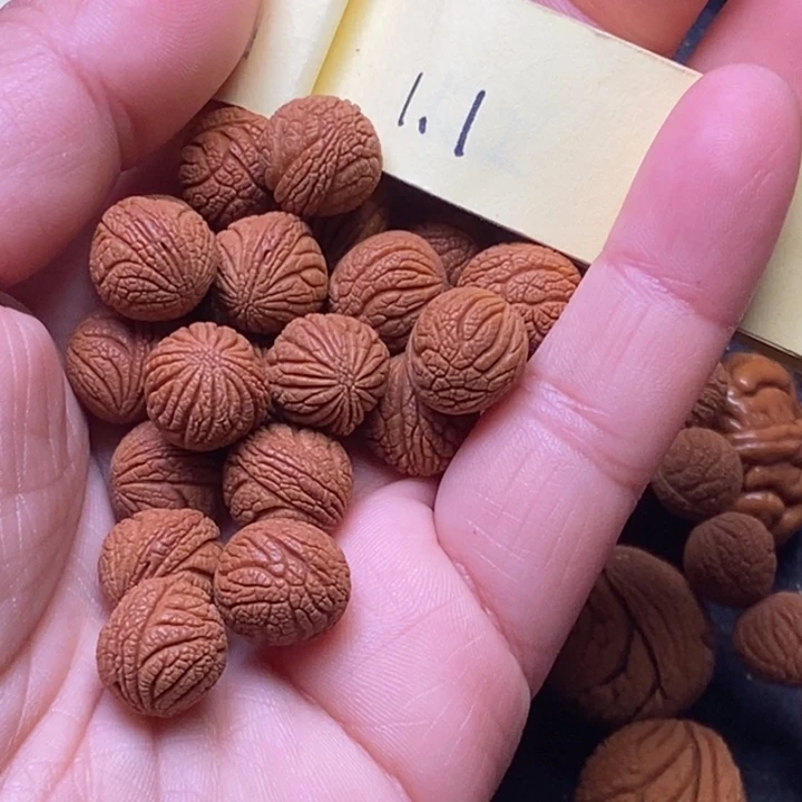 秦岭龙纹桃核21颗