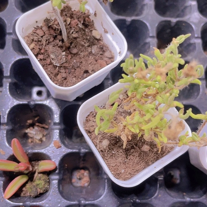 精品枝干带盆土发多肉