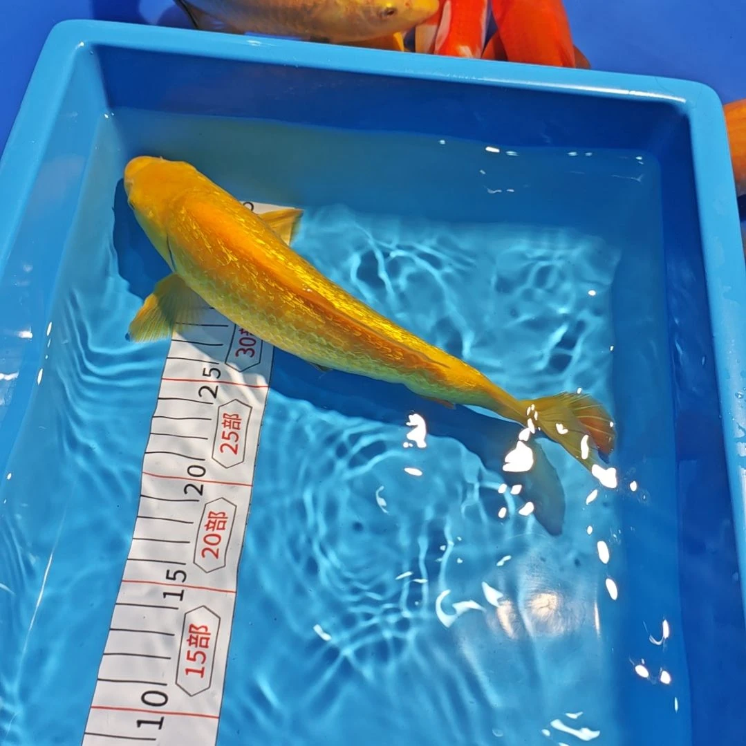 锦鲤不包邮邮费到付