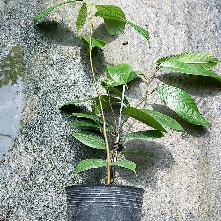 珍珠芭乐健124566778