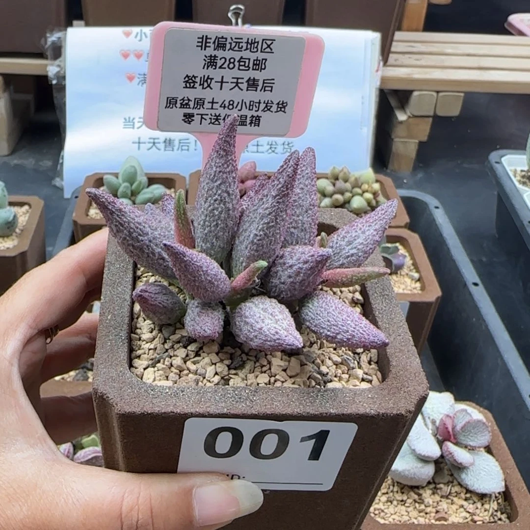 001猪尾巴多肉植物