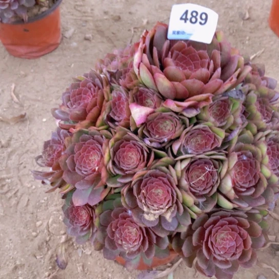 无花朵489多肉植物红魔