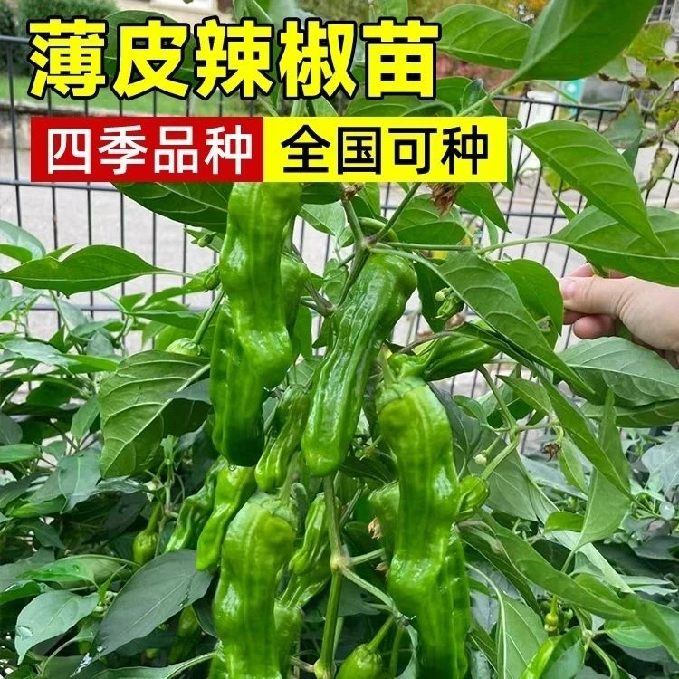 农家自种新鲜薄皮芜湖椒虎皮青椒现摘现发口感脆爽四季种植易活