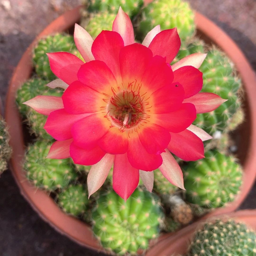 5626实生丽花15公分杯