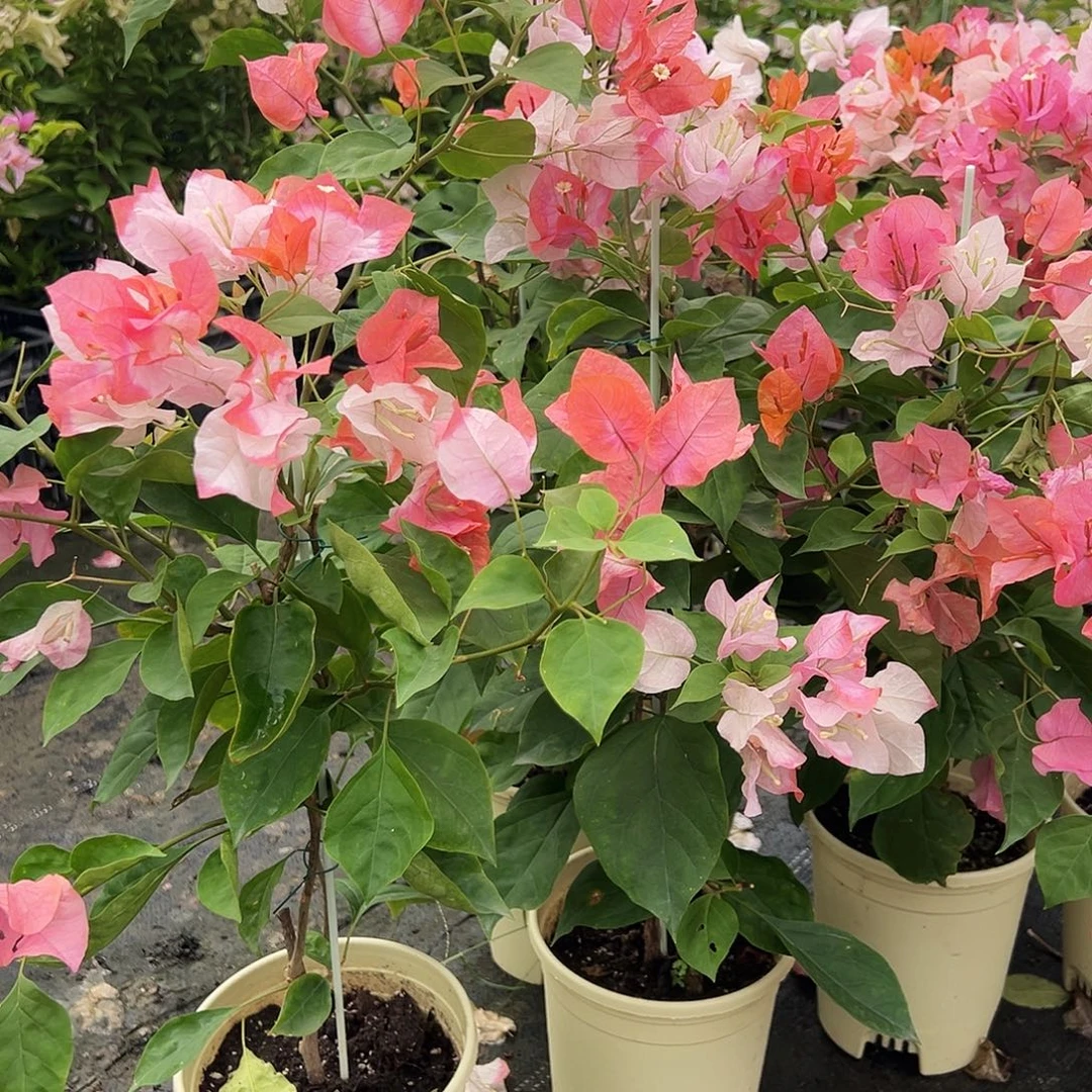 大部分花苞少量开放橙口红带竹一棵