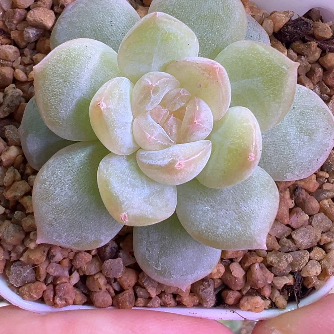 134号明眸晗雨多肉植物