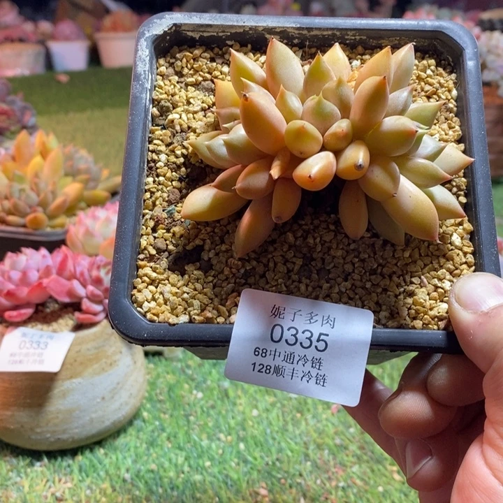 0335啊啊啊啊啊啊啊啊啊啊