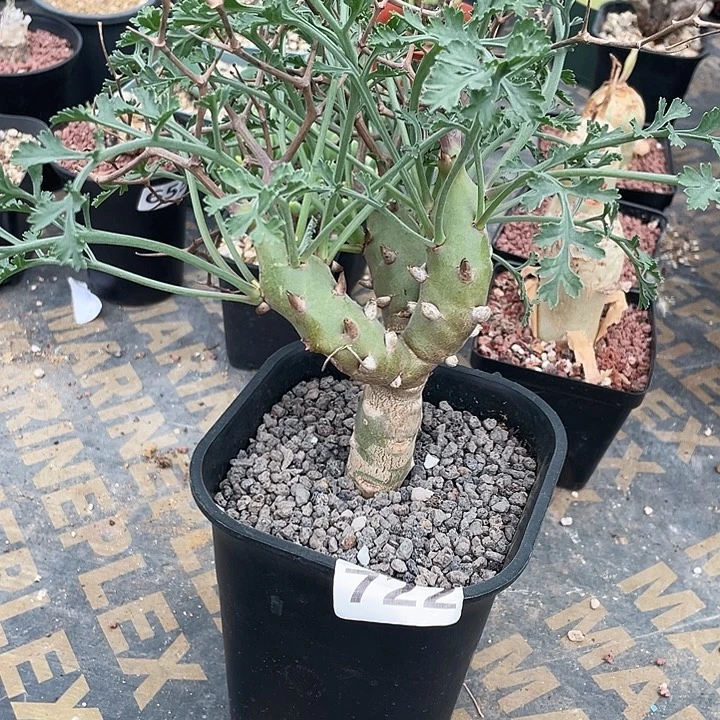 722超大香水杨葵块根