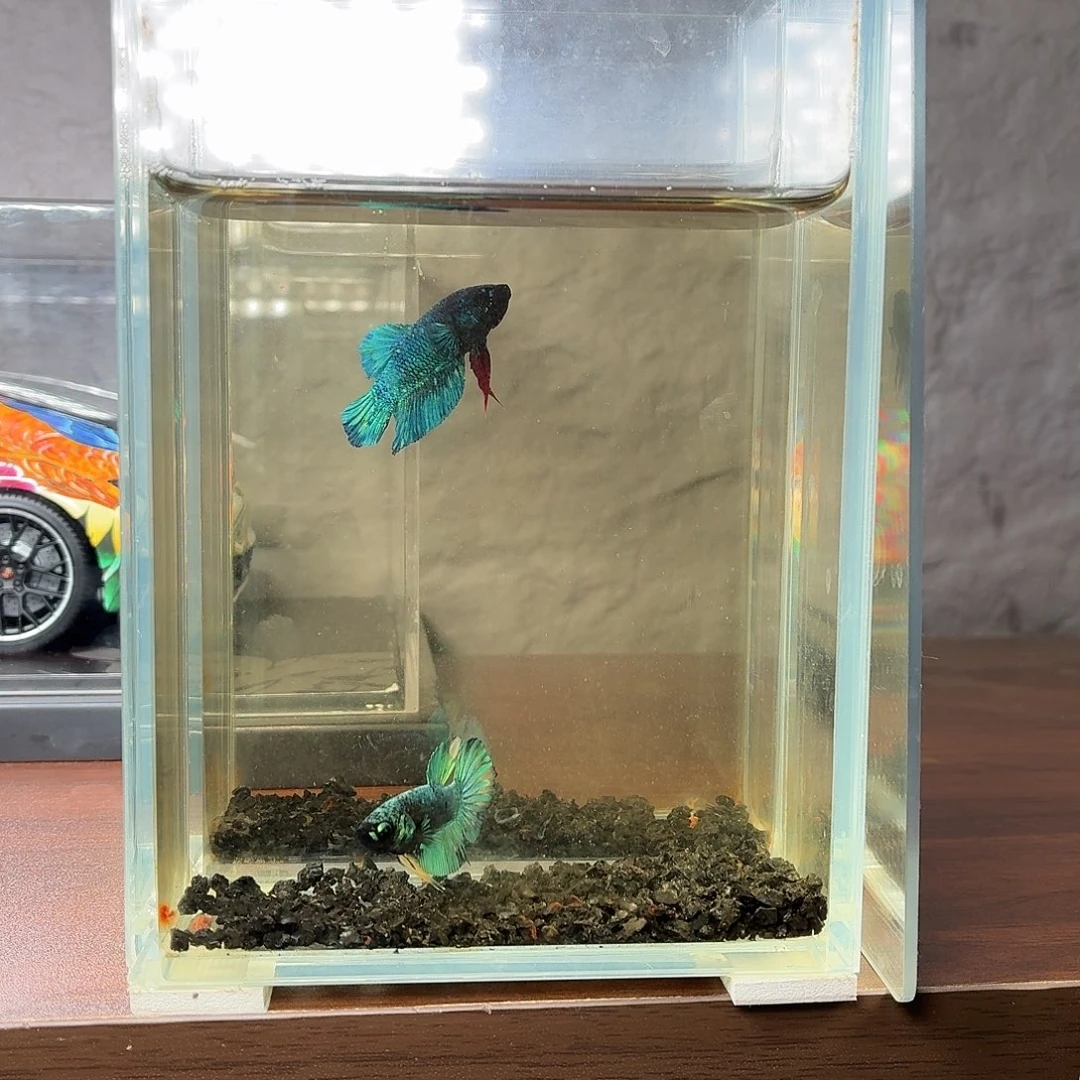 斗鱼暗黑将军公鱼