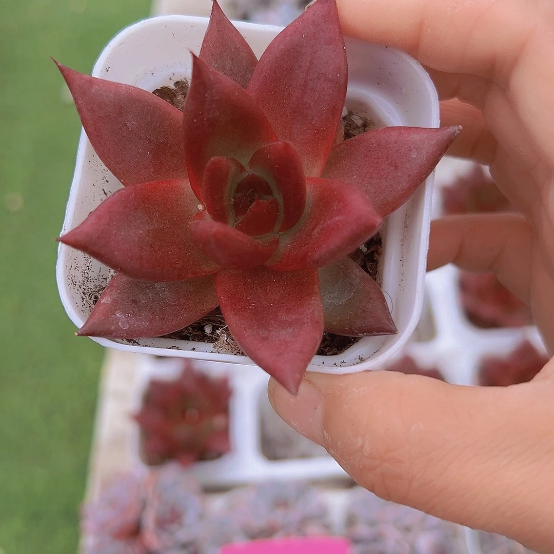 罗卡6.5盆19包邮多肉