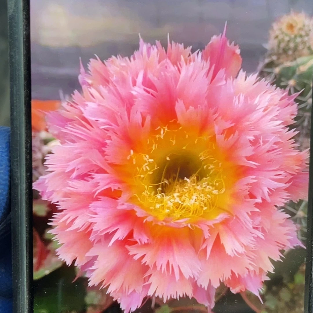 凤羽1号侧芽歪4公分以上满18包邮